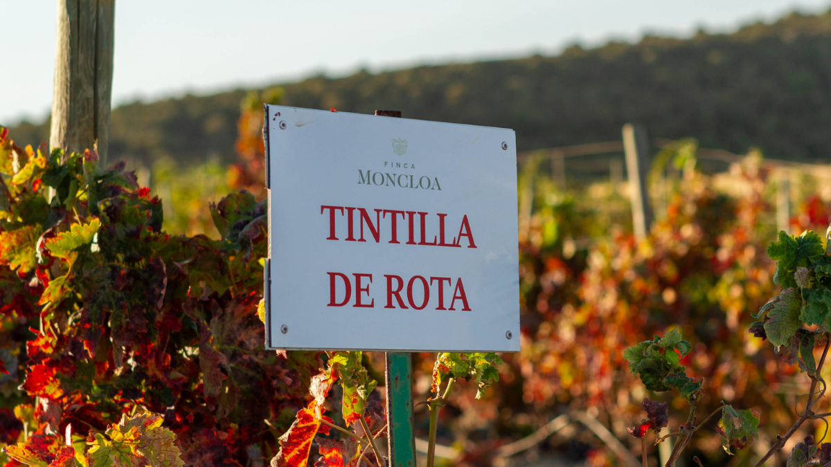 Cata y cena maridaje Finca Moncloa_Vinology