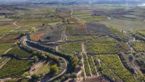 VinedosElPacto_Valdechuecas