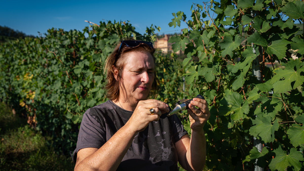 VIRNA BORGOGNO_ Vinology
